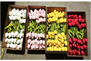 Bukiet tulipanów  piankowych kpl. 7 szt . przewiązanych rafią. Długość- 32 cm. Wyglądają jak żywe kwiaty.